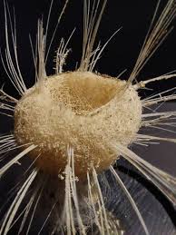 Акантаскус