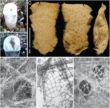 Аулосаккус