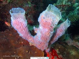 Каллиспонгия