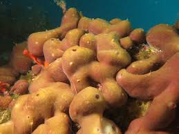 Губка карибская