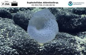 Атлантиселла