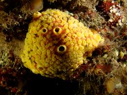 Губка сверлящая, Клиона