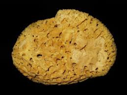 Губка туалетная